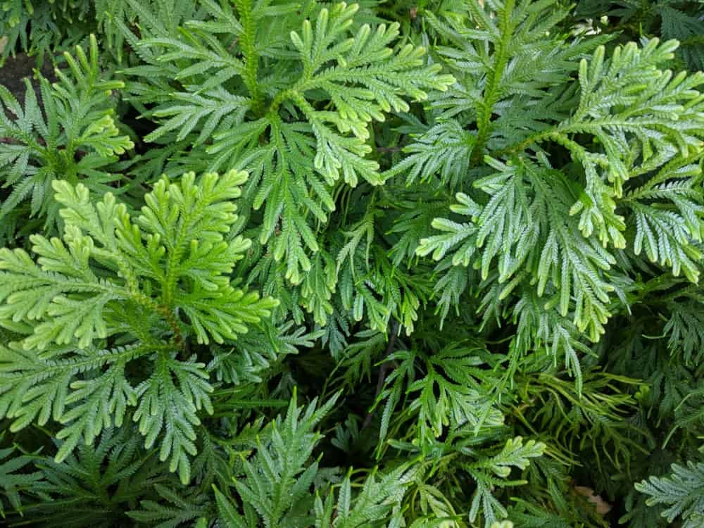 10 Types of Arborvitae Trees You Will Swoon Over