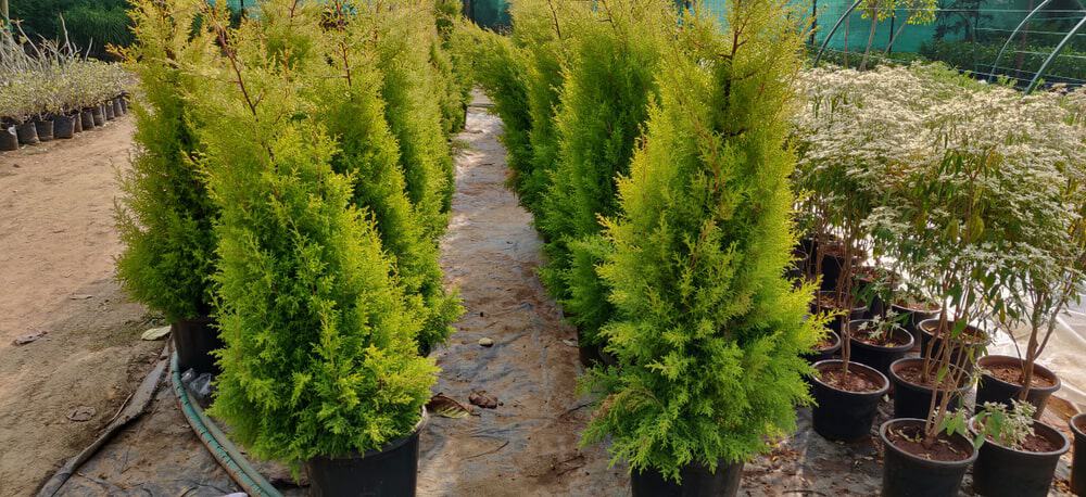 10 Types of Arborvitae Trees You Will Swoon Over