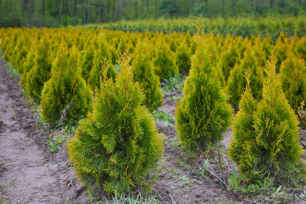 10 Types of Arborvitae Trees You Will Swoon Over