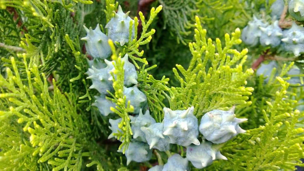 10 Types of Arborvitae Trees You Will Swoon Over