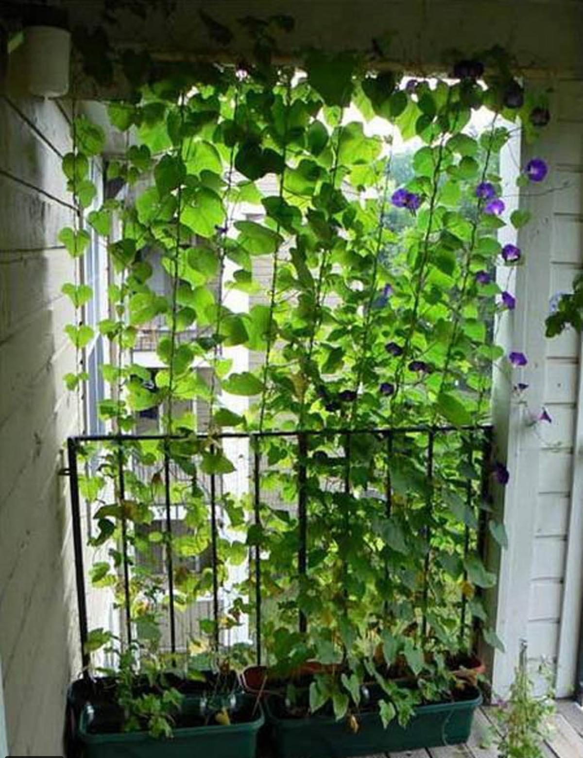 28 Mesmerizing Outdoor Privacy Screen Ideas to Steal